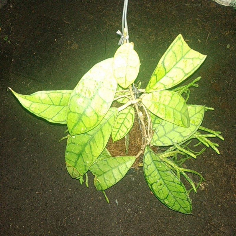 Mô Hình Nhân Vật Hoya Callphylla