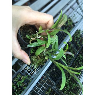[FREESHIP TỪ 50K] Phi điệp hòa bình cốc giống