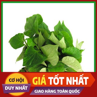 Hạt giống rau Diếp Cá