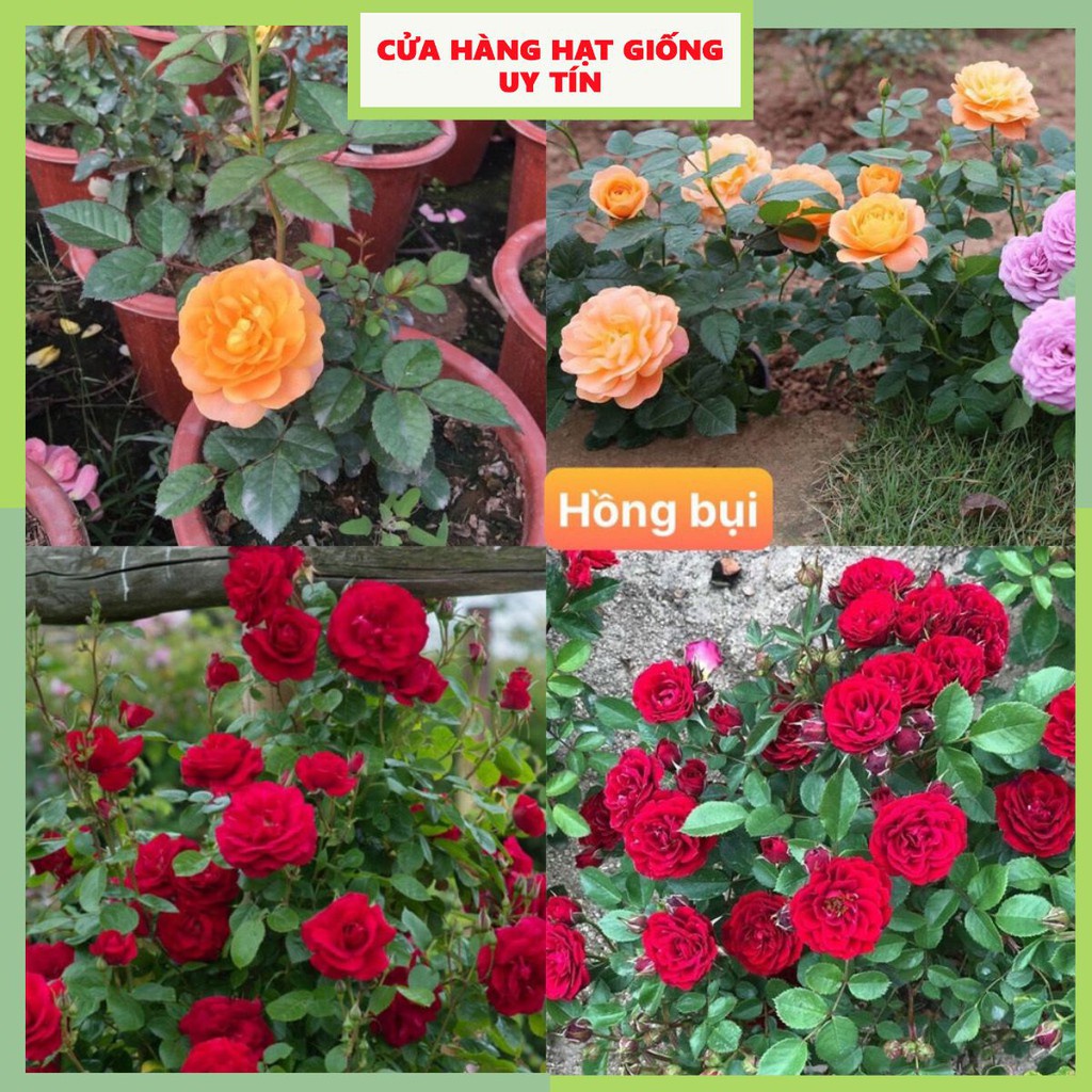 Hạt Giống Hoa Hồng Bụi F1 Loại Siêu Dễ Trồng ( gói 100gram ,200gram ,500gram)