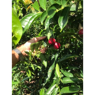 Giống cây Đào Indo ( Phaleria macrocarpa )
