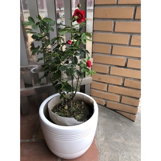 Sỉ 1 cây hoa hồng đỏ red apple hàng chuẩn f1