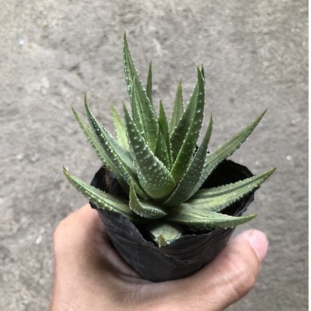 Xương rồng móng rồng