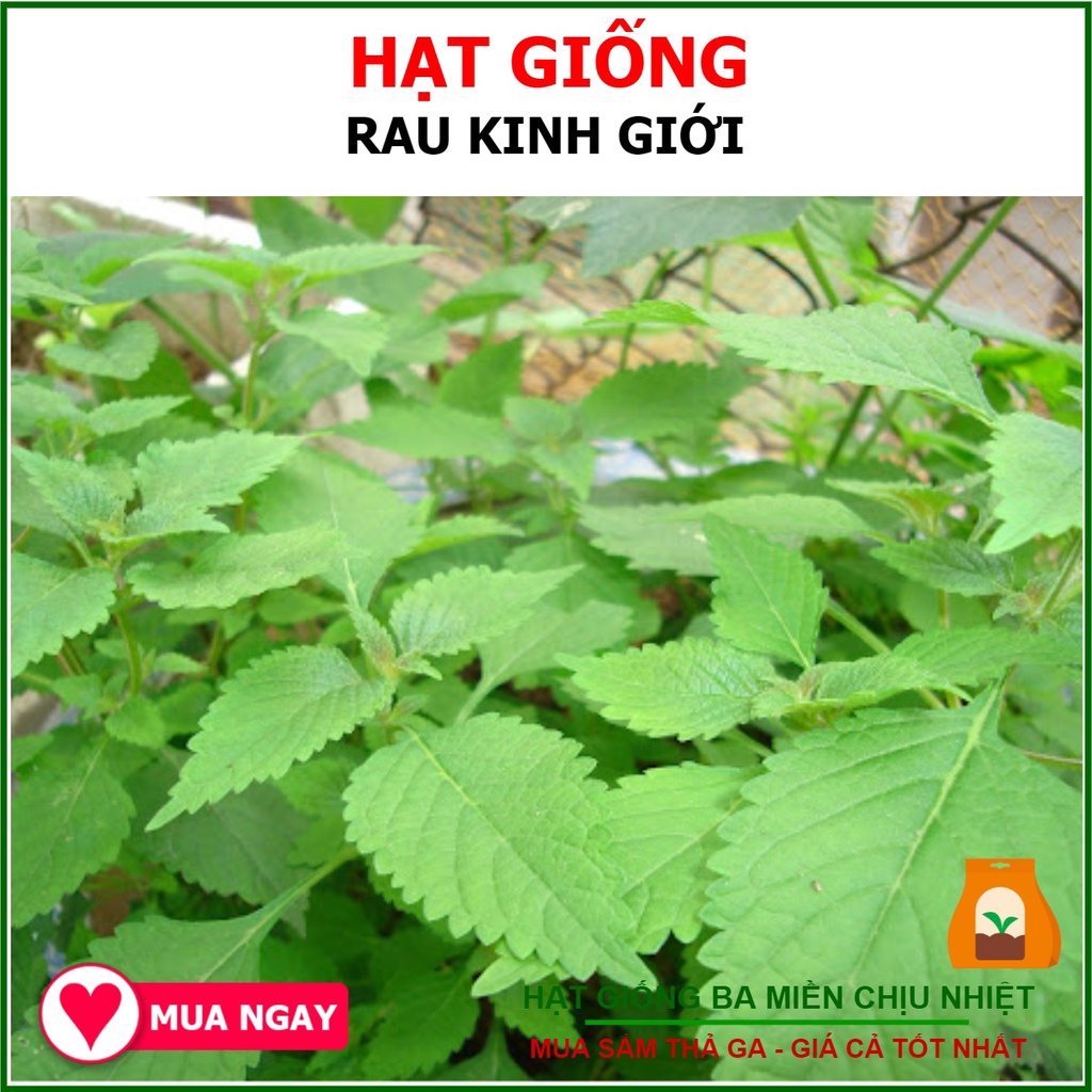 1 Gram-  Hạt Giống Rau Kinh Giới