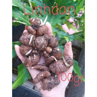 Củ địa liền giống có mầm 100gr 10k xá kiếng gốc hoa