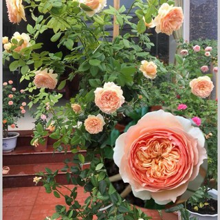 Gói 20 Hạt Giống Cây Hoa Hồng juliet-siêu đẹp Hoa Hồng Ngoại JulieTuyệt Đẹp Rose Tặng Kích Rễ ĐẠI GIẢM GIÁ TẾT