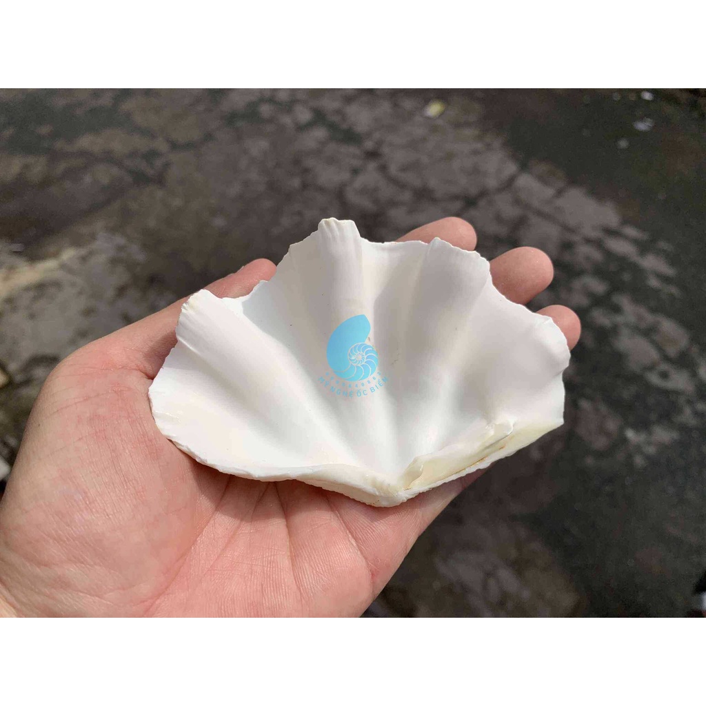 Vỏ Sò Tai Tượng trắng / Vỏ Bồ tai. Trang trí nhà cửa, bàn làm việc, bể cá cảnh, quà lưu niệm, chân đế nến, chậu trồn