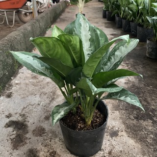 Cây hoàng hậu 3 nhánh gốc cao 40cm, tán lá xanh mướt quanh năm, cây phong thủy trồng trang trí nội thất và sân vườn