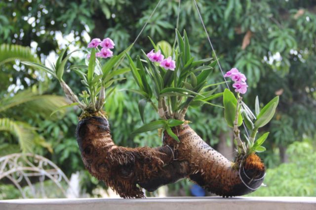 Phân Bón Hỗn Hợp NK Nhập khẩu Úc - PowerFeed 100ml