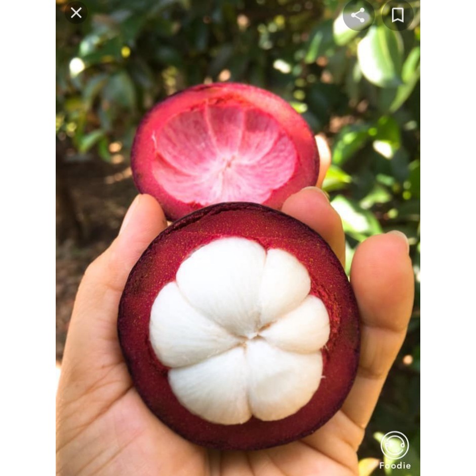 1 KG Măng cụt đầu mùa tươi ngon .giao nhanh khu vực SÀI GÒN