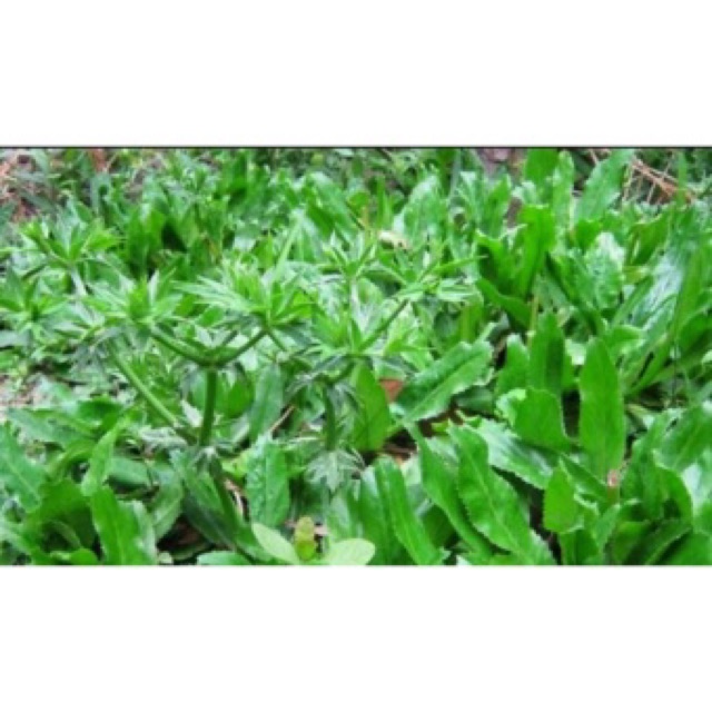 HẠT GIỐNG MÙI TÀU - RAU GIA VỊ VIỆT