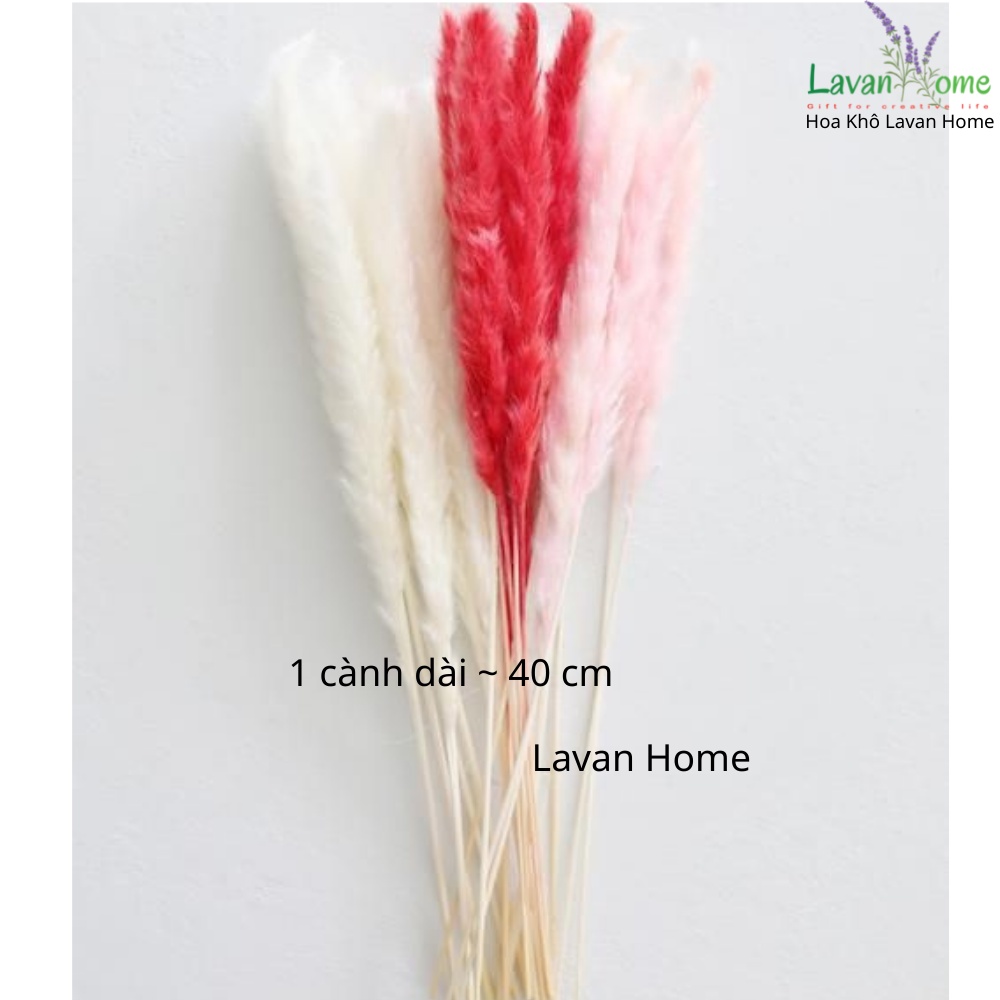 Cỏ lau khô nhỏ Pampass Grass dùng làm phụ kiện chụp ảnh, căm trang trí, bình hoa để bàn, hoa cưới vintage - Lavan Home