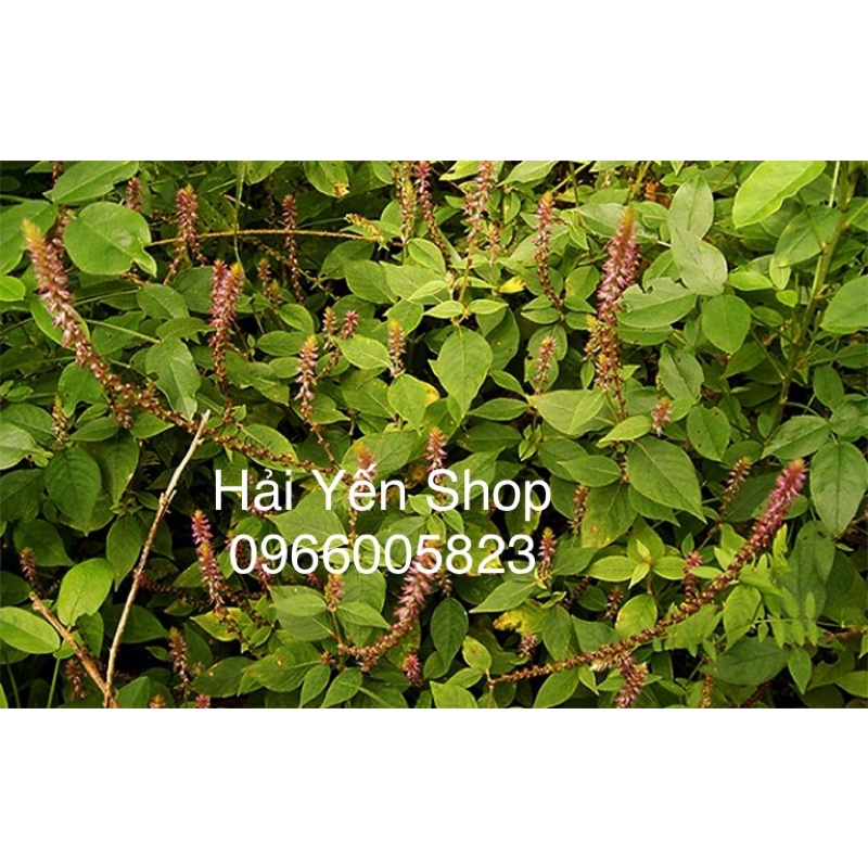 Cây Cỏ Xước Tươi_Khô_Cây Giống
