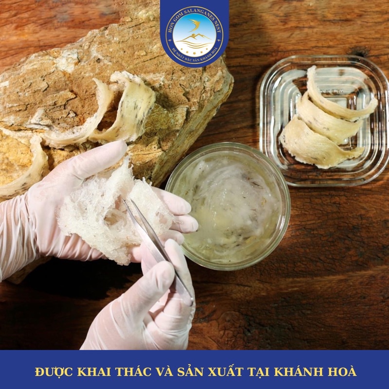 Yến Sào Khánh Hoà Tinh Chế Cao Cấp V1 - Yến Sào Hòn Gốm Chính Hiệu Khánh Hoà - H G SALANGANES NEST
