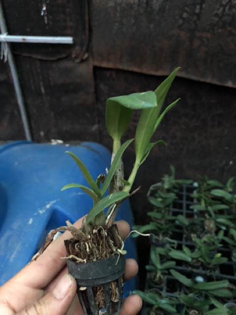 2 cây Denro mini thanh lý