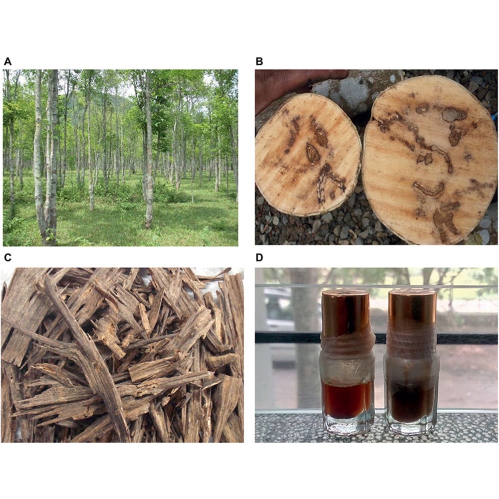 Conbo 5 cây giống trầm hương lấy gỗ, cây cao 20-25cm