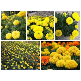 Hạt Giống Hoa Vạn Thọ Lùn - Vàng Chanh TN F1