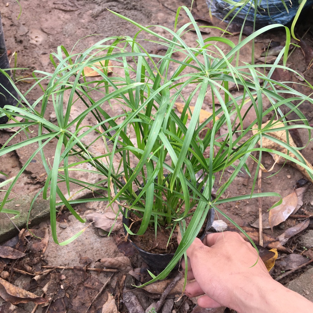 Cây THUỶ TRÚC Chiều Cao 25cm Thích Hợp Trang Trí Sân Vườn,Bể Thuỷ Sinh