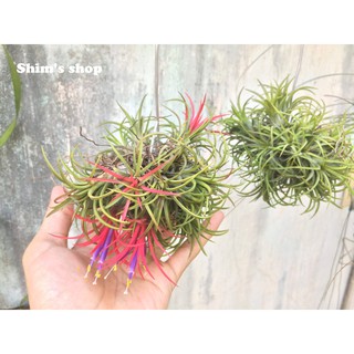 Clump (bụi) - Cây không Khí Ionantha - size nhỏ