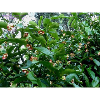 CÂY GIỐNG MĂNG CỤT