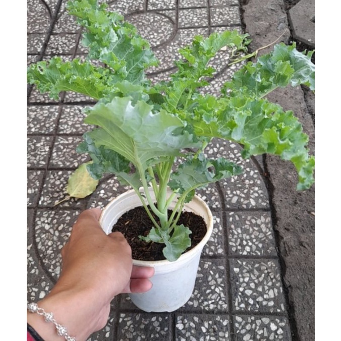 Chậu cải kale xoăn xanh giống Mỹ, nhiều dưỡng chất, giao hỏa tốc T HCM