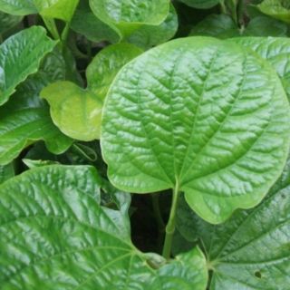 25 Cành lá nốt giống