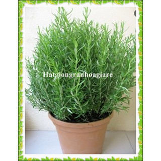 0.1Gram Hạt giống Hương thảo tặng kích mầm và hướng dẫn