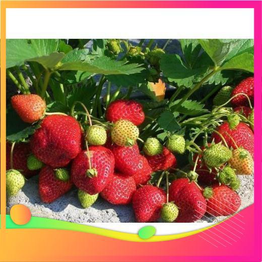 Hạt Giống Dâu Tây Chịu Nhiệt F1- VIETGAR