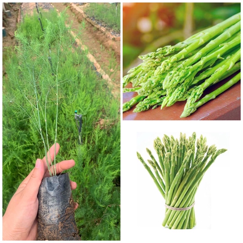 Cây giống măng tây xanh loại rau cao cấp.