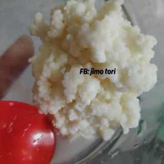 Men nấm sữa kefir ( chi nhanh HCM)