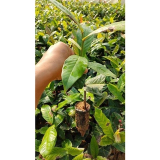 2 Cây hải đường giống