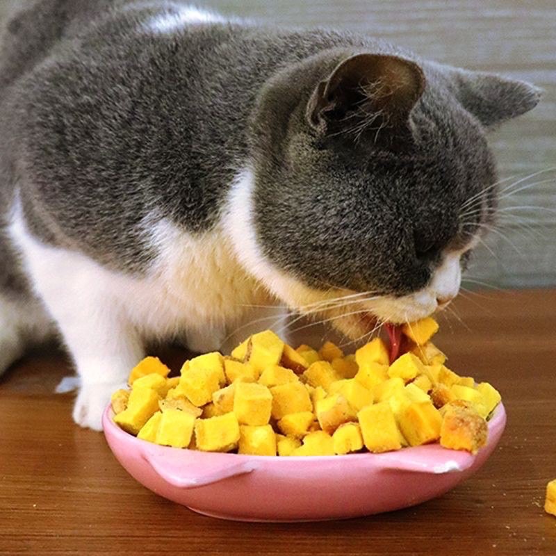 Lòng đỏ trứng sấy dưỡng lông cho mèo cưng 😺 đồ ăn vặt cho mèo