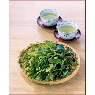 Cây chè cảnh + ( Uống nước )