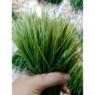 (FREE SHIP) Hạt giống cỏ lúa mì
