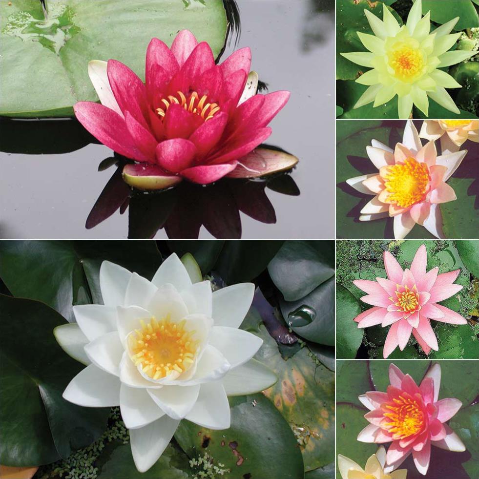 Hạt Giống Hoa Súng Thái Mini 5 Hạt