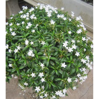 BẦU CÂY GIỐNG MAI VẠN PHÚC( CÂY MAI TIỂU THƯ)