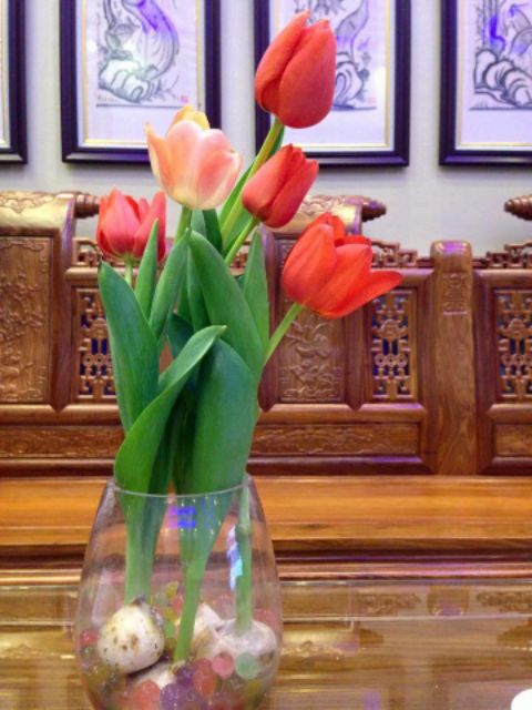 Combo 10 củ hoa tulip đủ màu ,tặng chống nấm