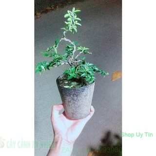 Kim Quýt Bonsai