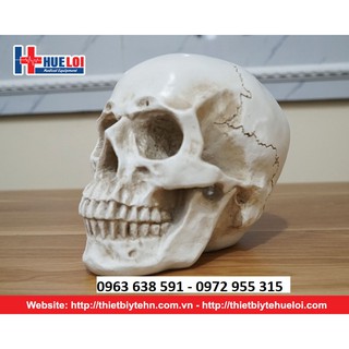 Mô Hình Hộp Sọ Người