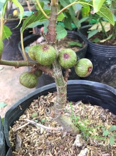 Cây sung kiểng siêu trái