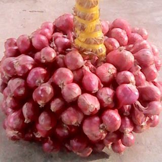 Hành tím chùm loại 1