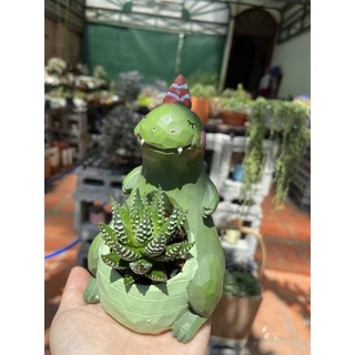 Chậu cây kute chậu đã gồm cây 100k