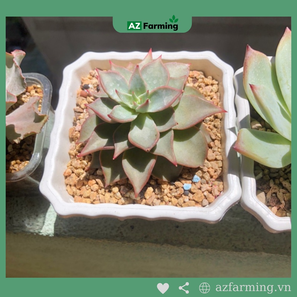 Đá Masato trồng sen đá nhập khẩu - gói 1kg - AZ Farming
