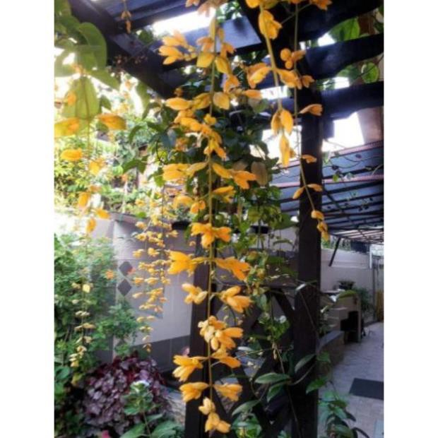 sản phẩm LAN HOÀNG DƯƠNG