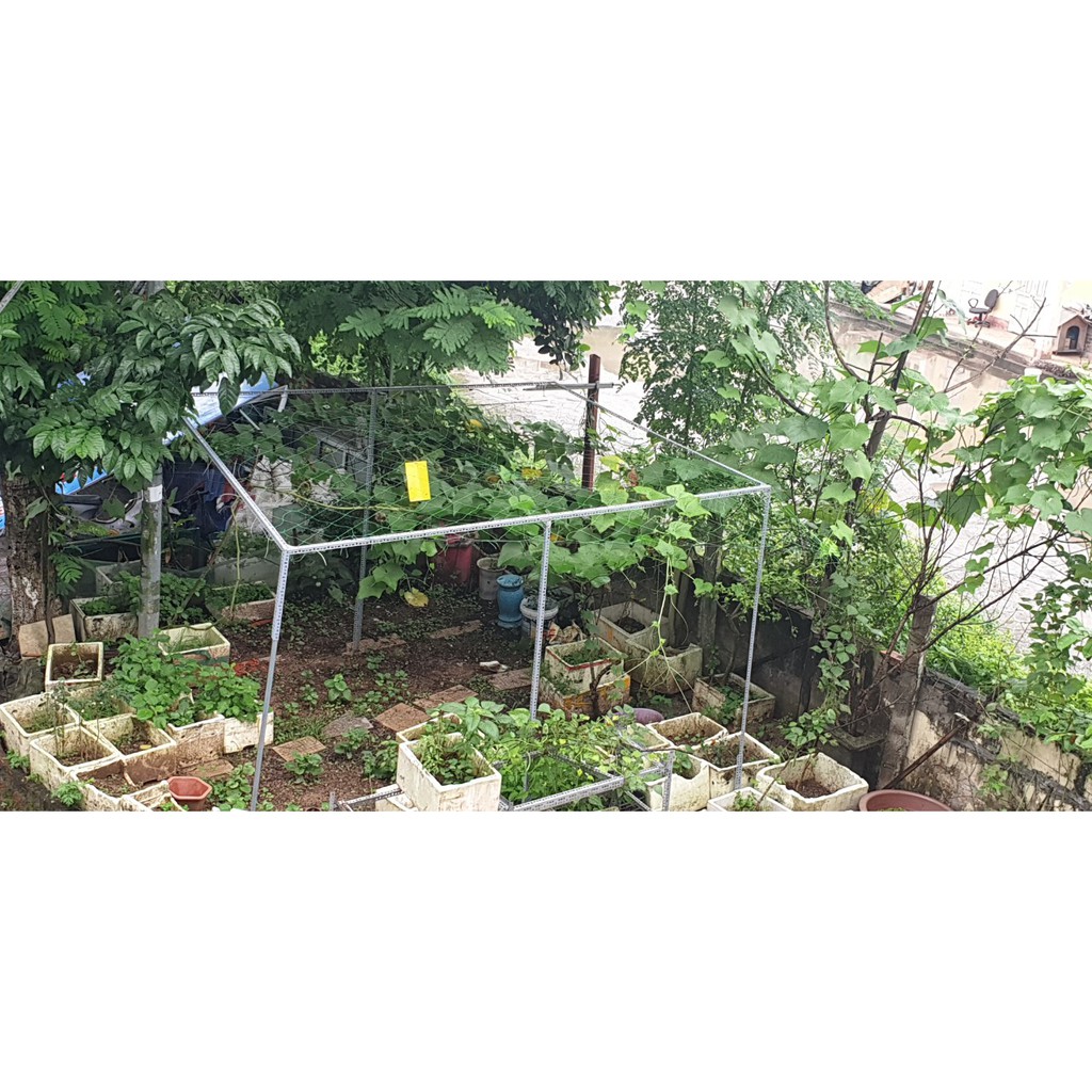Cây sắt V lỗ đa năng dài 2m làm giàn mướp, giàn bầu bí, giàn hoa, làm khung nhà lưới trồng rau