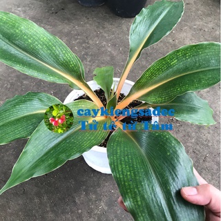 caykiengsadec - cây vàng Ngọc (phụng hoàng)+ Tặng Phân Bón-hoa kiểng lá-trang trí nội thất cảnh quan sân vườn ngoài trời