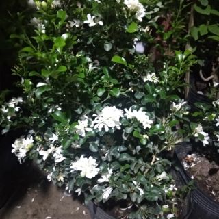 Cây 🌲 Nguyệt quế Thái... thơm siểu