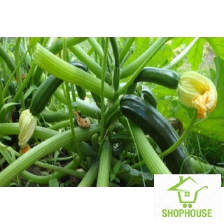 shophouse 15 Hạt giống quả bí ngòi xanh  SHOP HOUSE  TẾT KHUYẾN MẠI