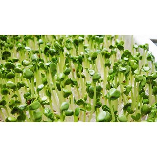 Hạt Giống mầm củ cải trắng 1kg