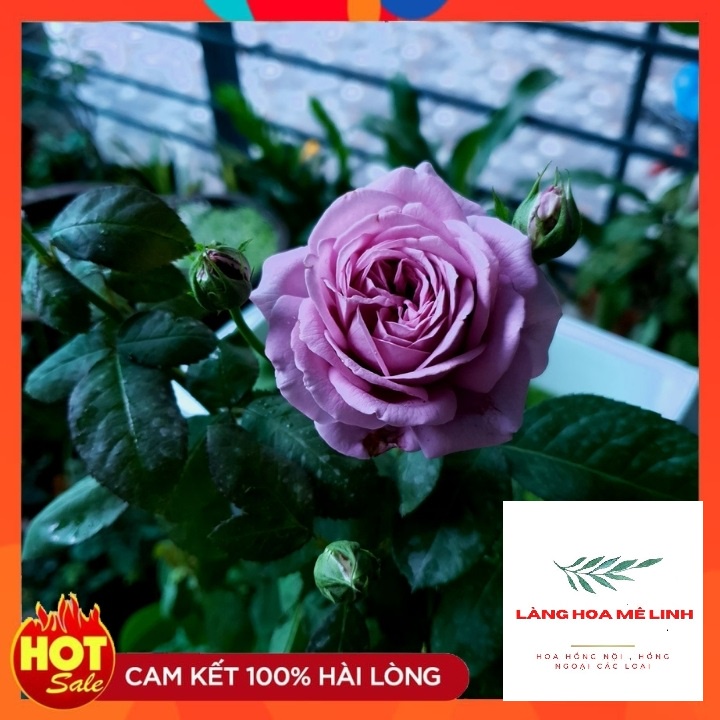 Hoa hồng ngoại Kinda Blue rose [💚 GIÁ SIÊU RẺ 💚💚]– Nàng thơ tím lavender hút hồn triệu tín đồ yêu hoa